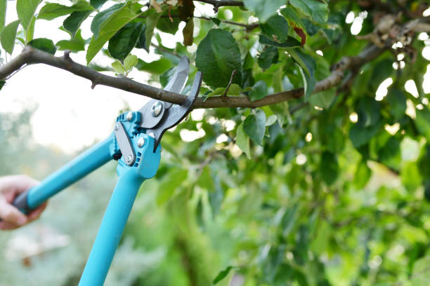 Tree Branch Trimming in Farmington Hills, MI